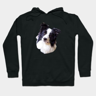 Border Collie Beautiful Dog Breed Hoodie